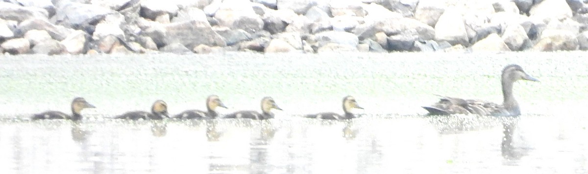 Stockente - ML638323597
