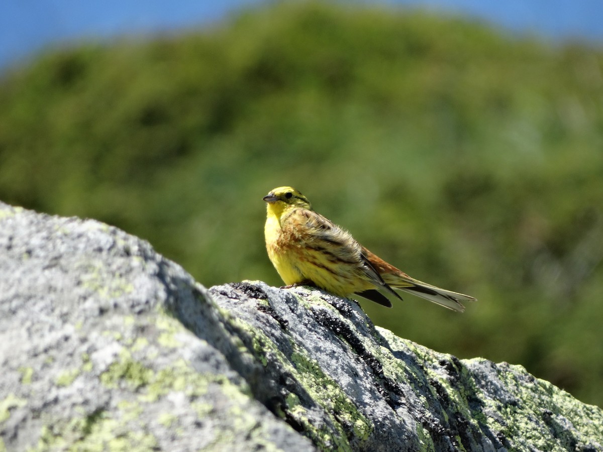 Bruant jaune - ML638323598