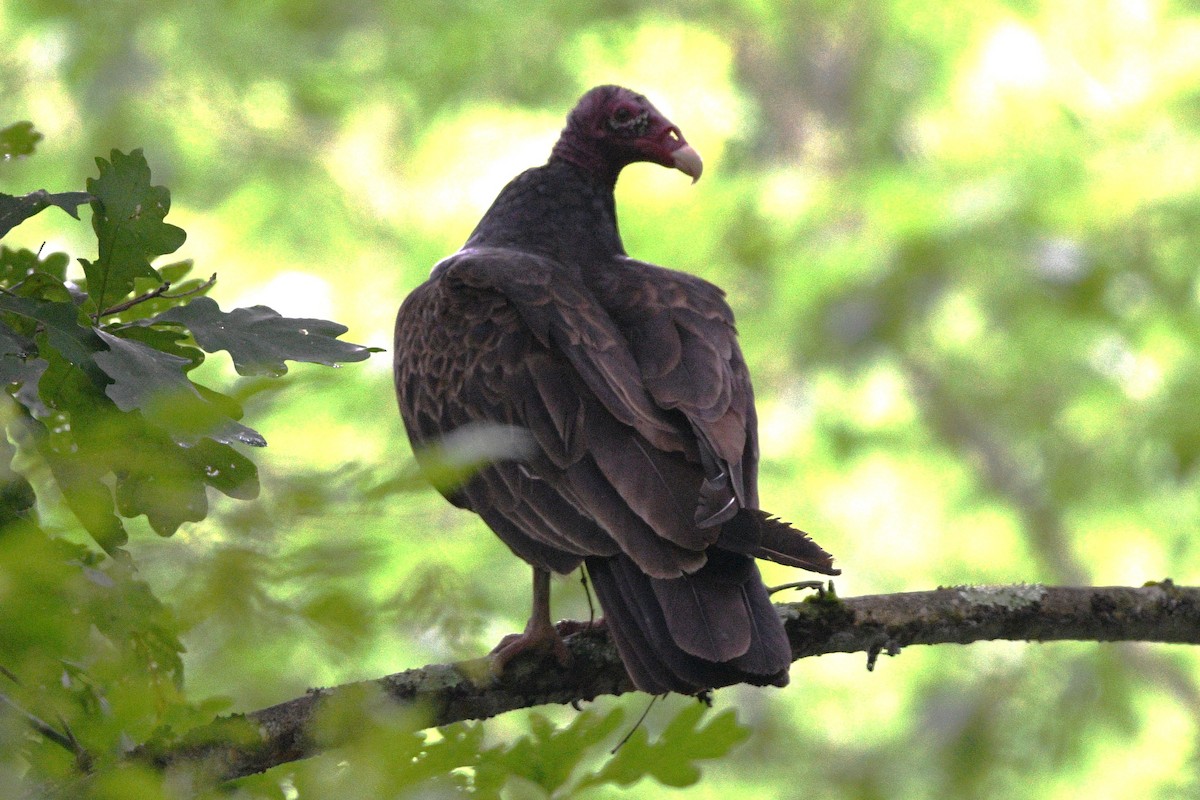 Turkey Vulture - ML638323606