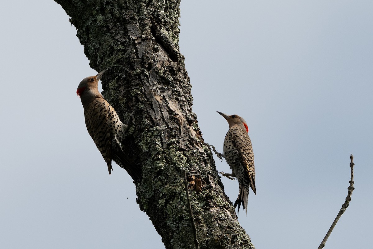 Northern Flicker - ML638323609