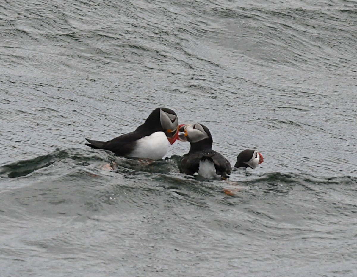 Atlantic Puffin - ML638323612
