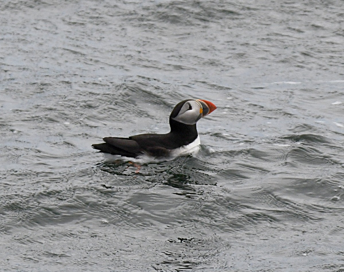 Atlantic Puffin - ML638323613