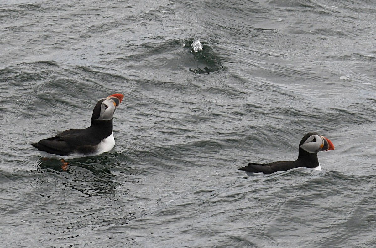 Atlantic Puffin - ML638323614