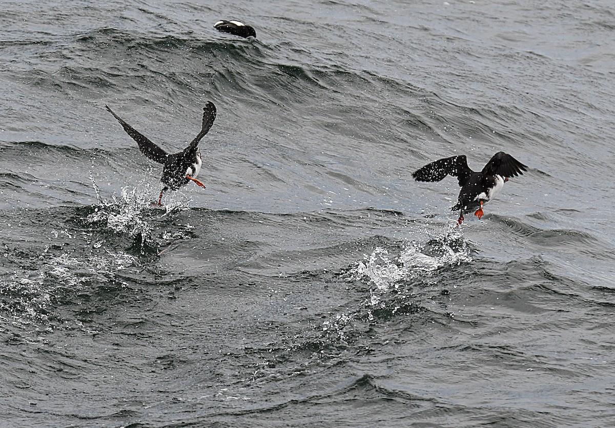 Atlantic Puffin - ML638323615