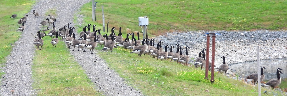 Canada Goose - ML638323629