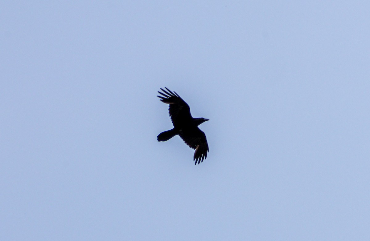 Common Raven - ML638323632