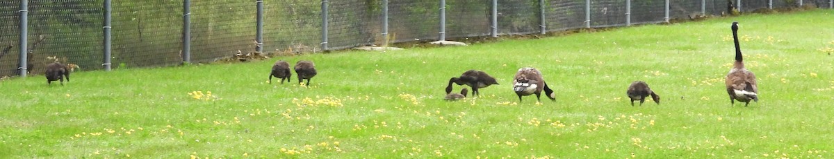 Canada Goose - ML638323633