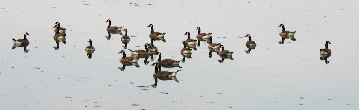 Canada Goose - ML638323635