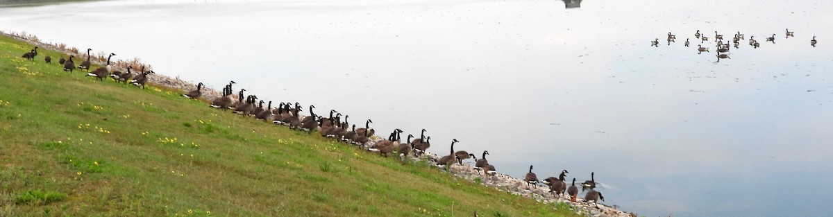 Canada Goose - ML638323638
