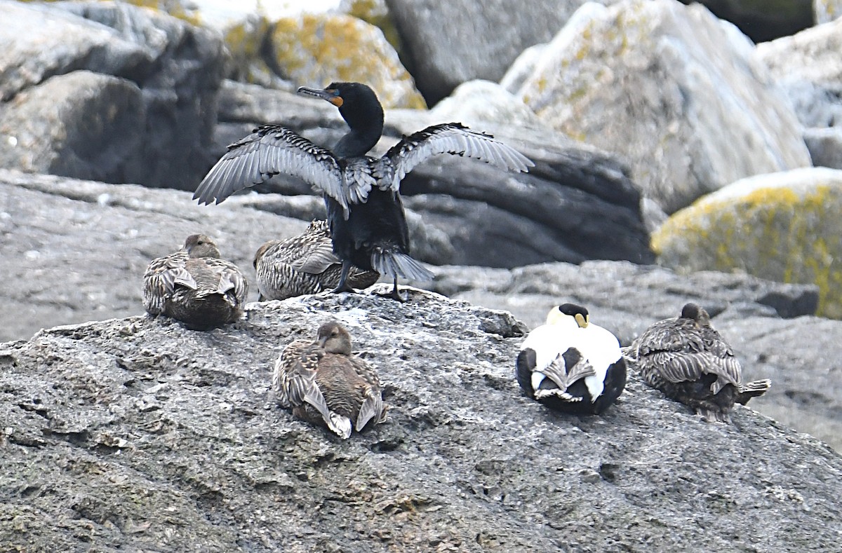 Cormoran à aigrettes - ML638323640