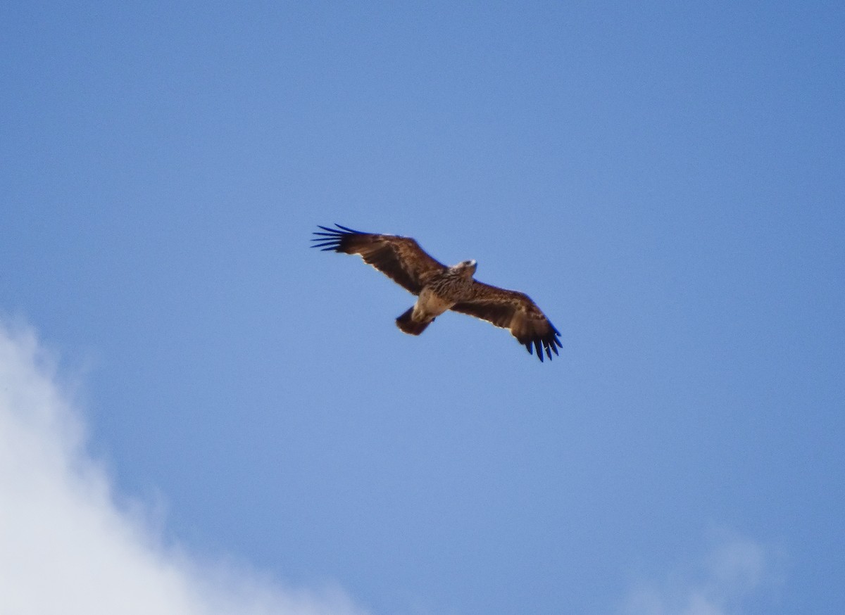 Aigle impérial - ML638323641