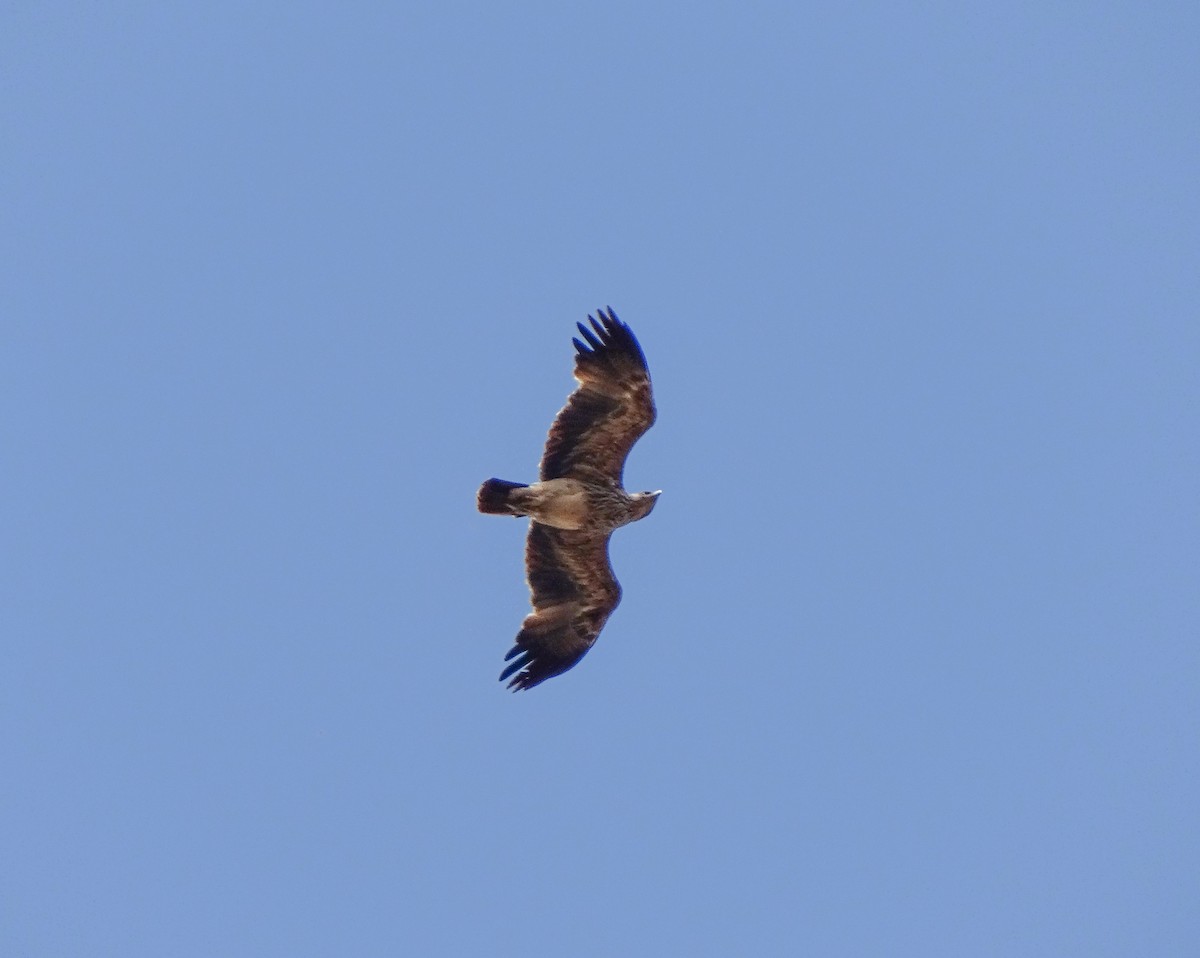 Aigle impérial - ML638323645