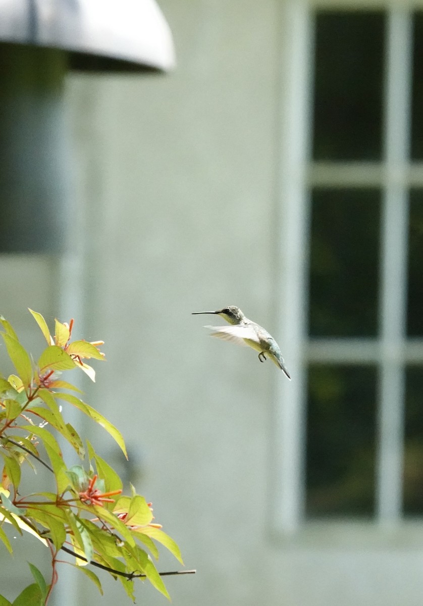 Colibri à gorge rubis - ML638323654
