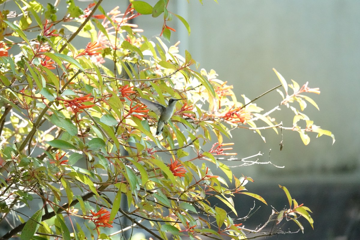 Ruby-throated Hummingbird - ML638323656