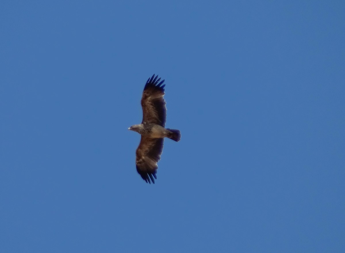 Aigle impérial - ML638323663