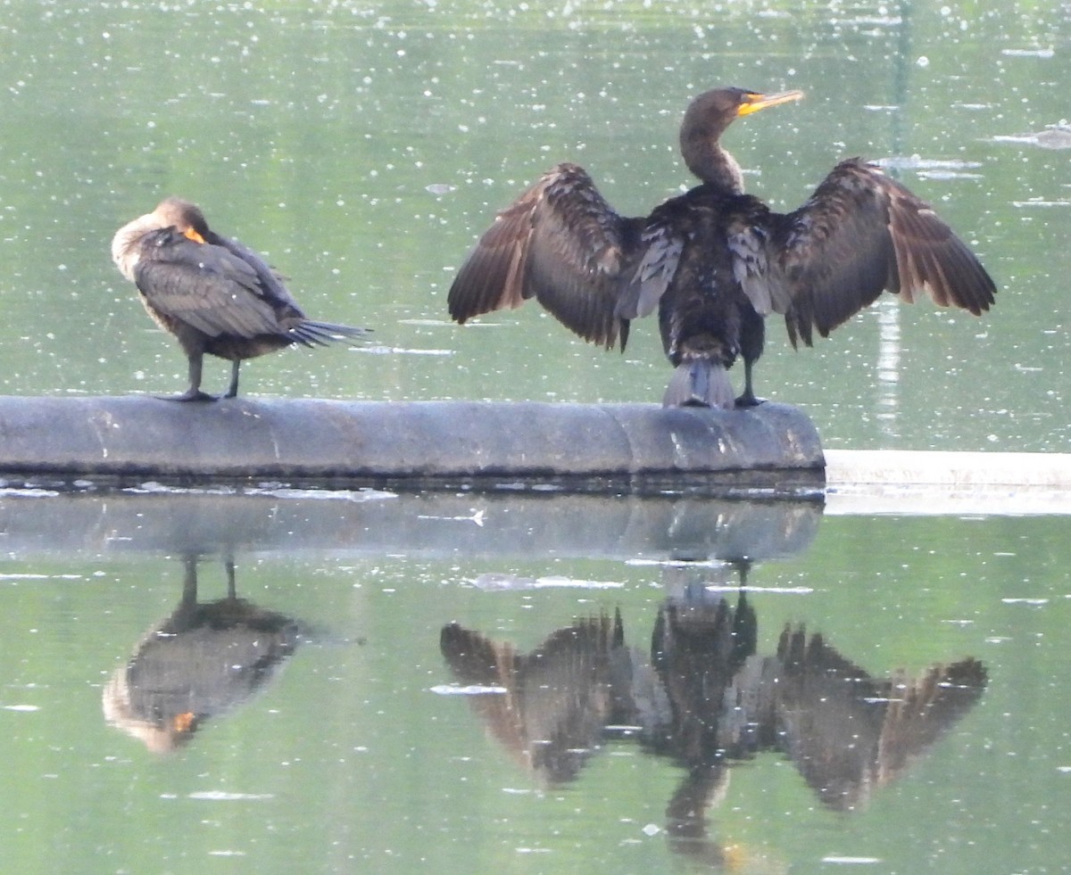 Cormoran à aigrettes - ML638323668