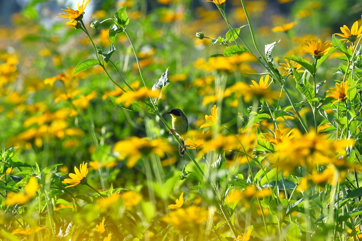 Common Yellowthroat - ML638323672