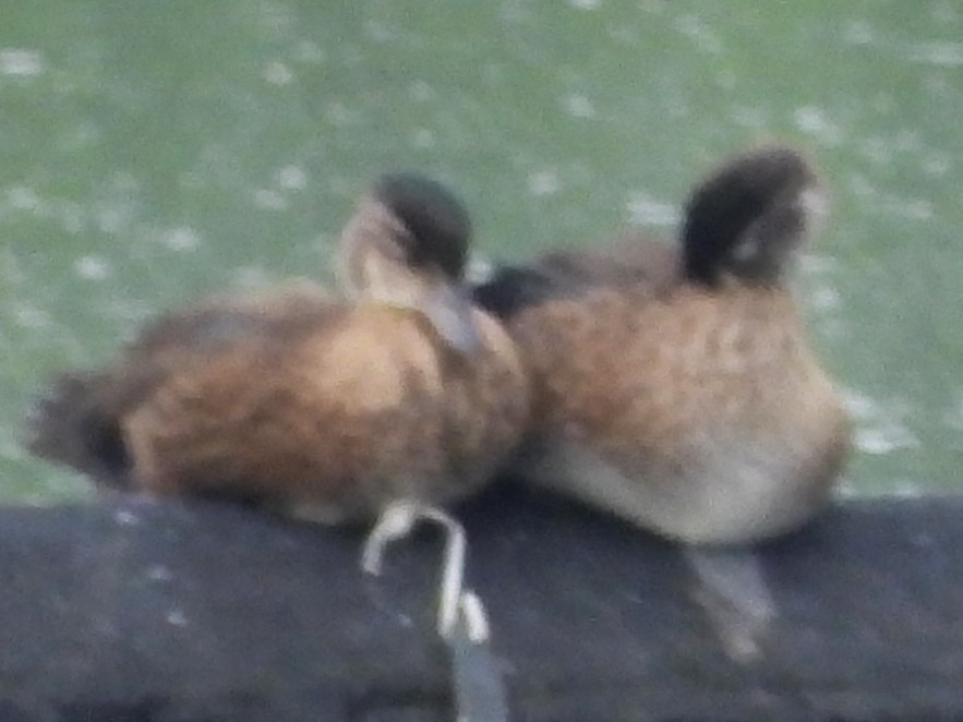 Wood Duck - ML638323673