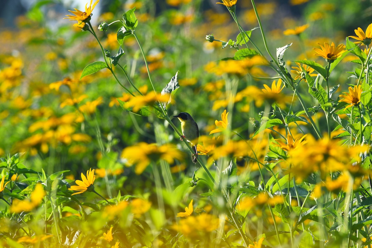 Common Yellowthroat - ML638323675