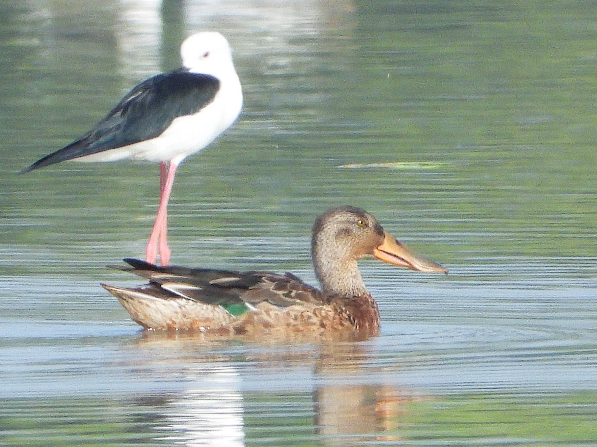 Northern Shoveler - ML638323684