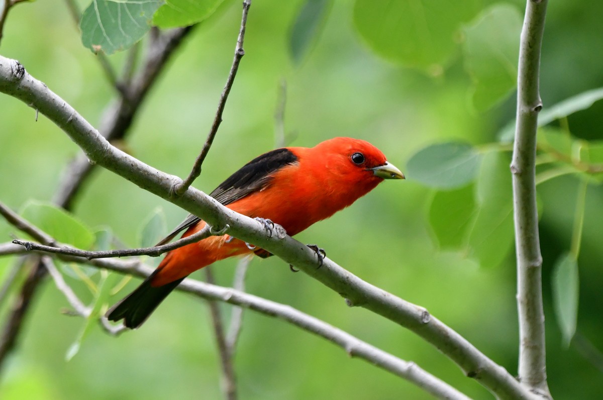 Scarlet Tanager - ML638323699