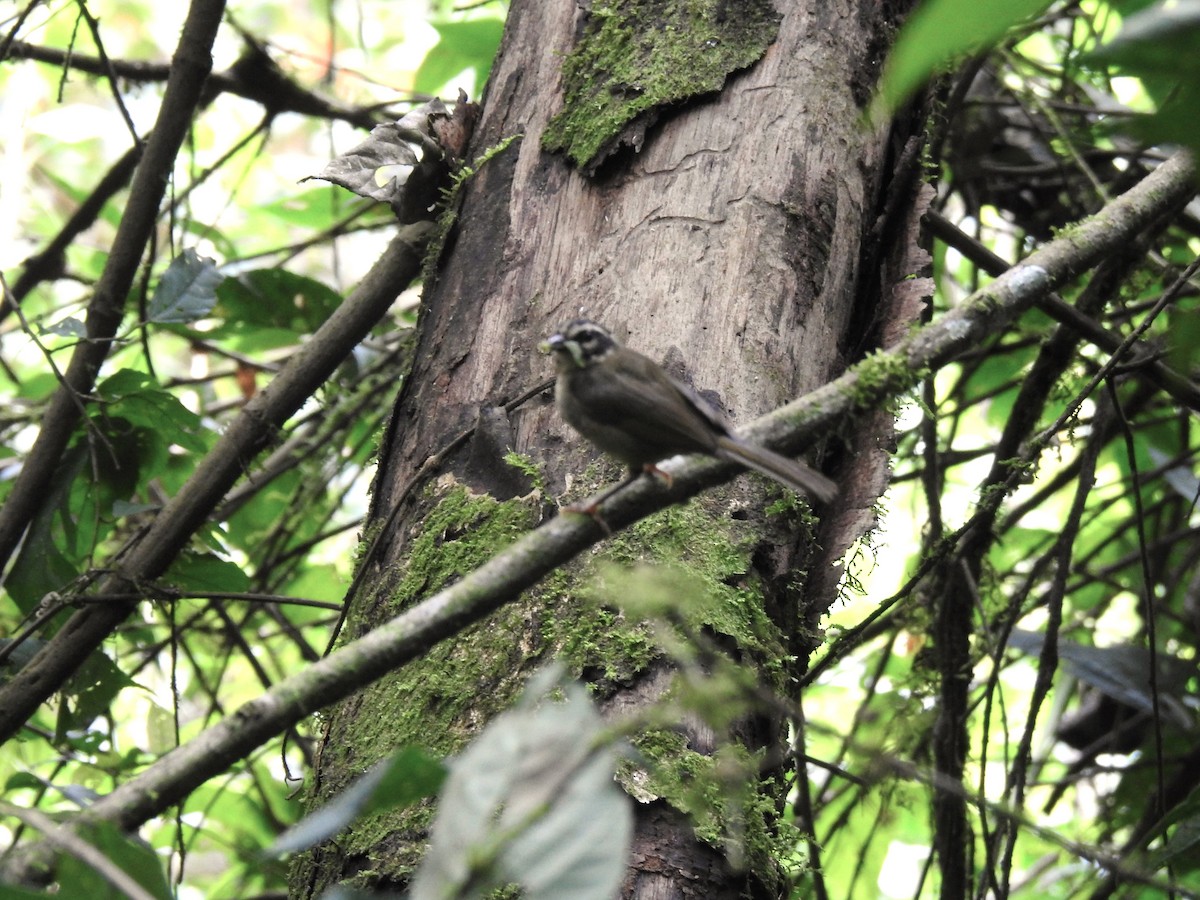 Three-striped Warbler - ML638323710