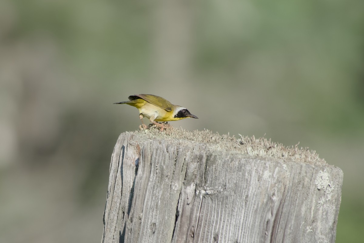 Common Yellowthroat - ML638323711