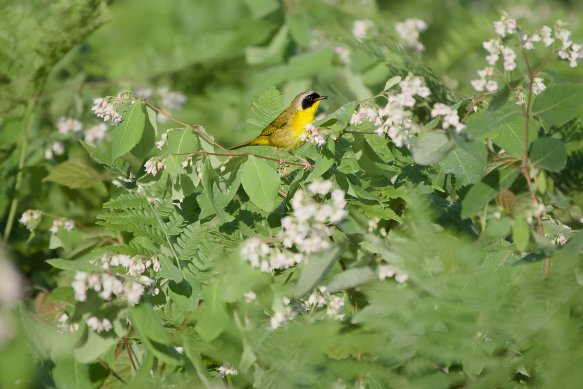 Common Yellowthroat - ML638323712