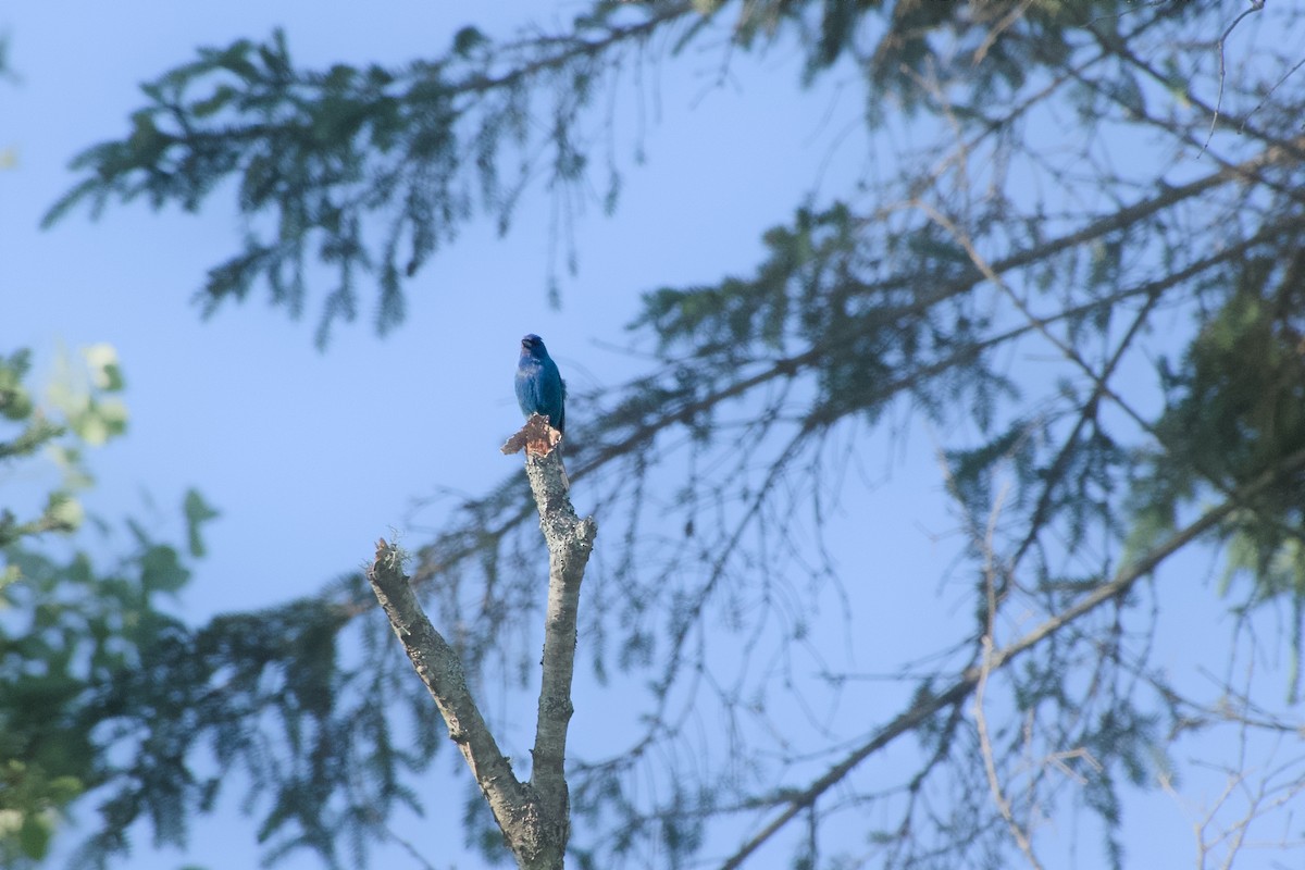 Indigo Bunting - ML638323722