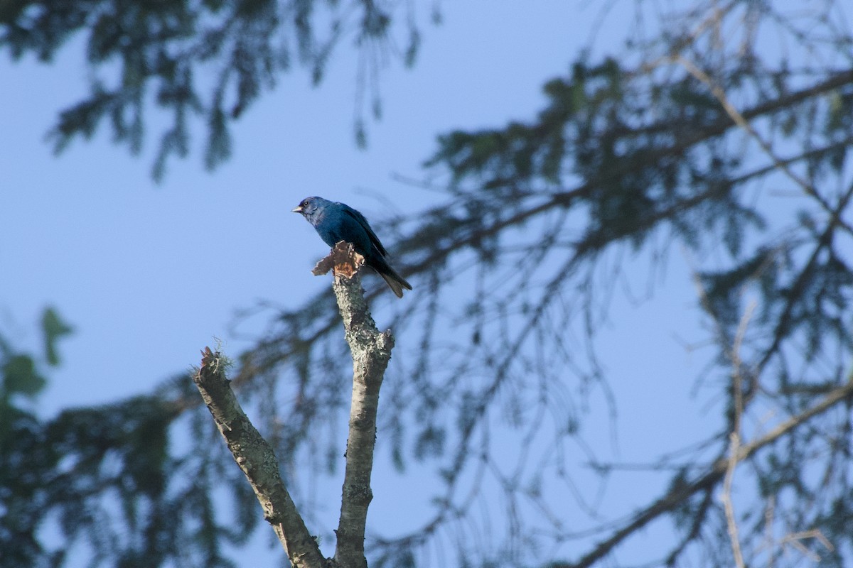 Indigo Bunting - ML638323723