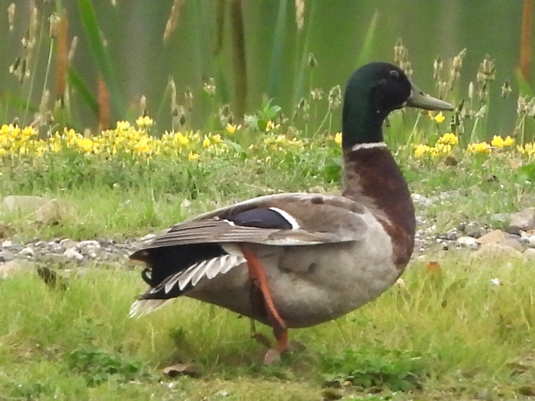 Stockente - ML638323724