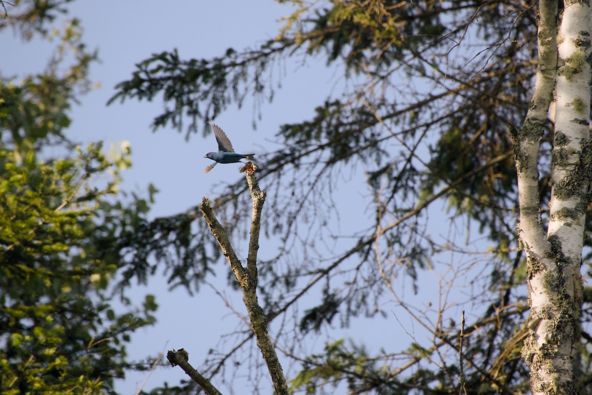 Indigo Bunting - ML638323726