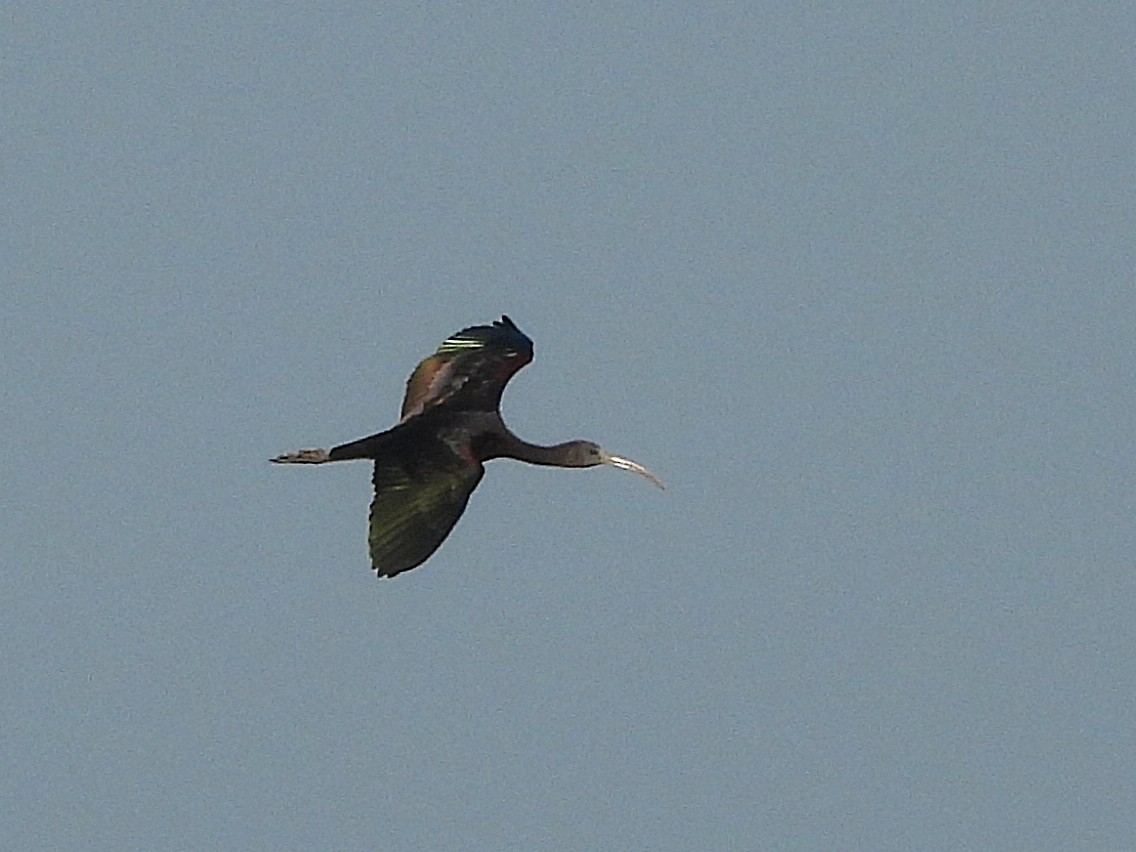 Ibis falcinelle - ML638323728