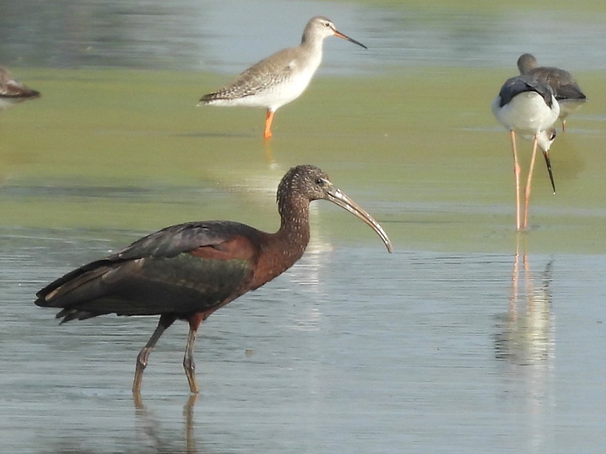 Ibis falcinelle - ML638323729