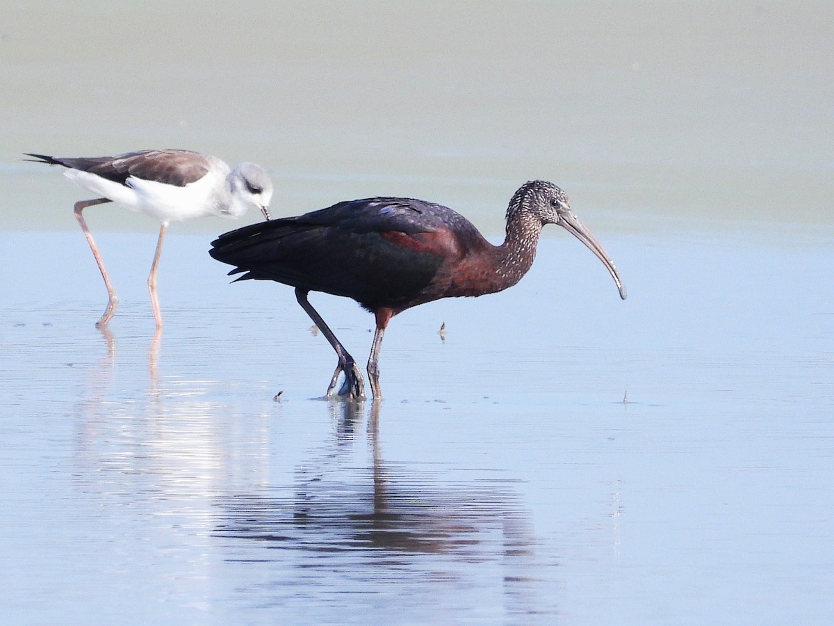 Ibis falcinelle - ML638323730