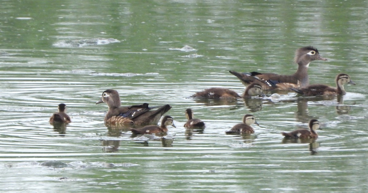 Wood Duck - ML638323732