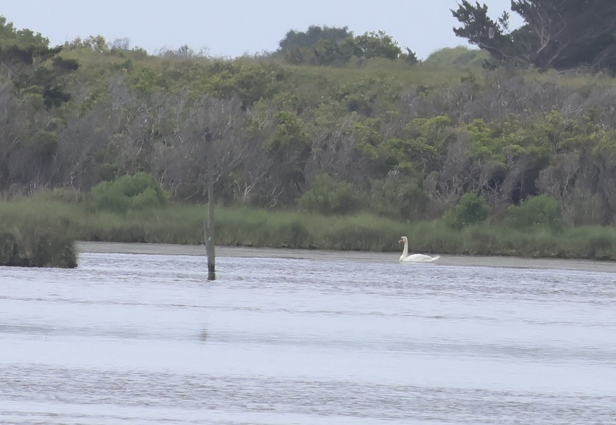 Mute Swan - ML638323739