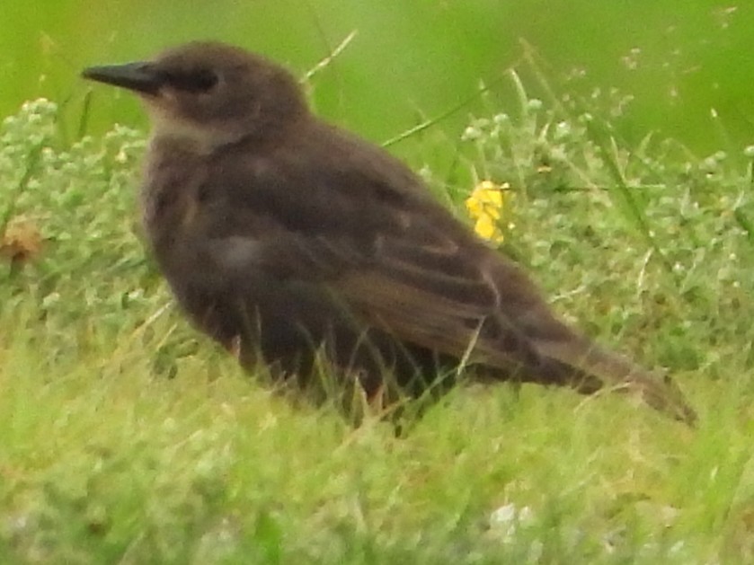 European Starling - ML638323741