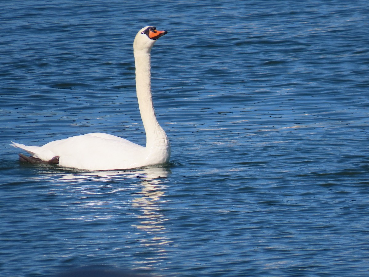 Mute Swan - ML638323749