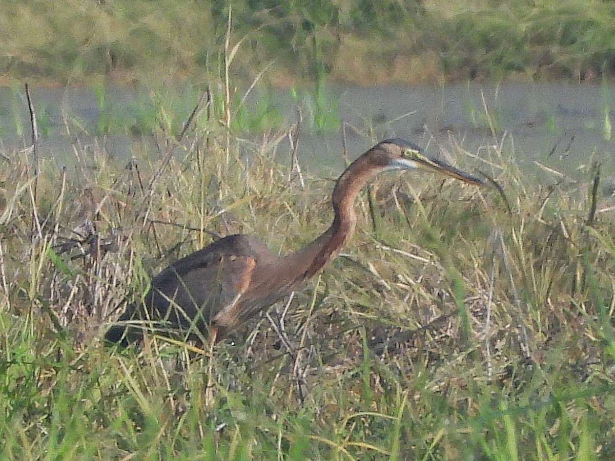 Garza Imperial - ML638323761