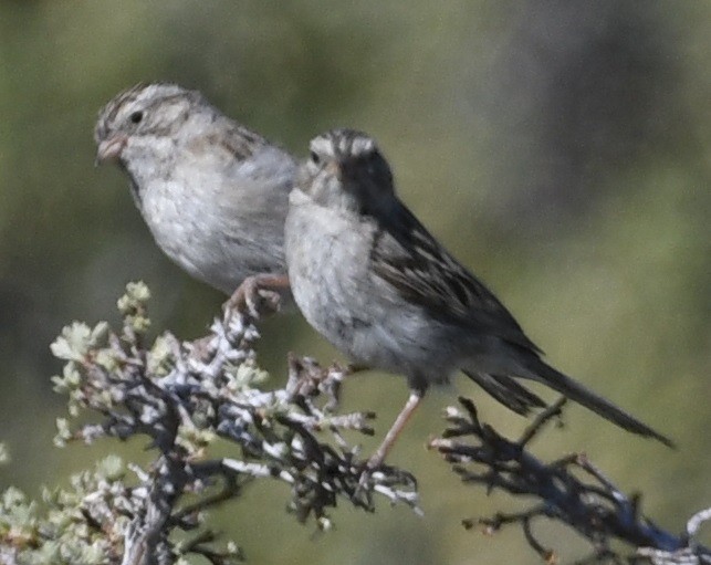 Brewer's Sparrow - ML638323763