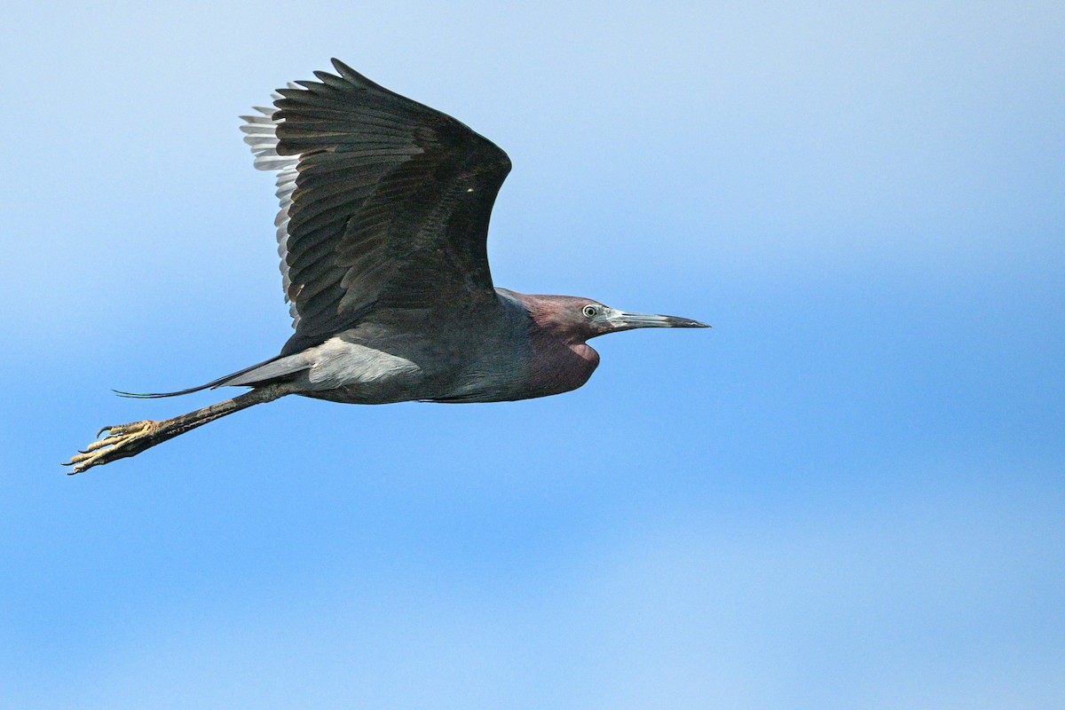 blåhegre - ML638323771