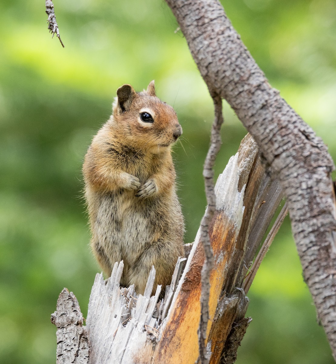 Cascade Golden-mantled Ground Squirrel - ML638323772