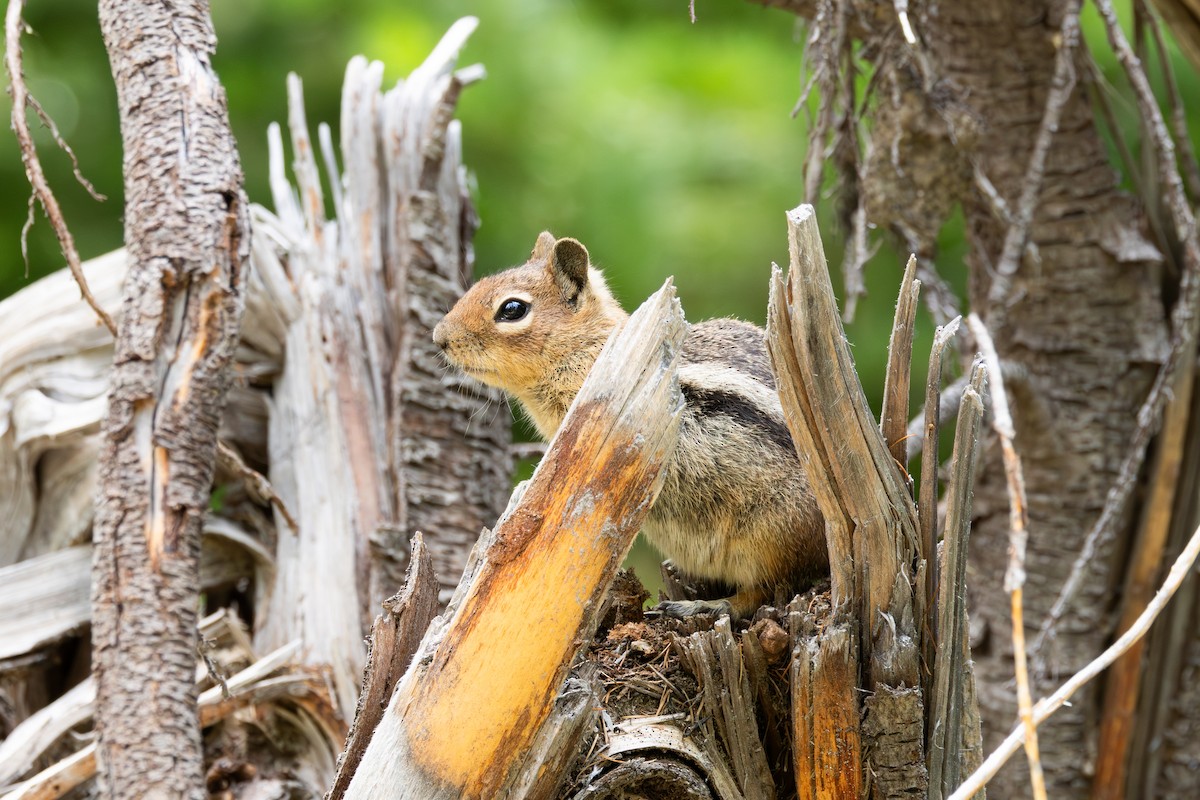 Cascade Golden-mantled Ground Squirrel - ML638323773