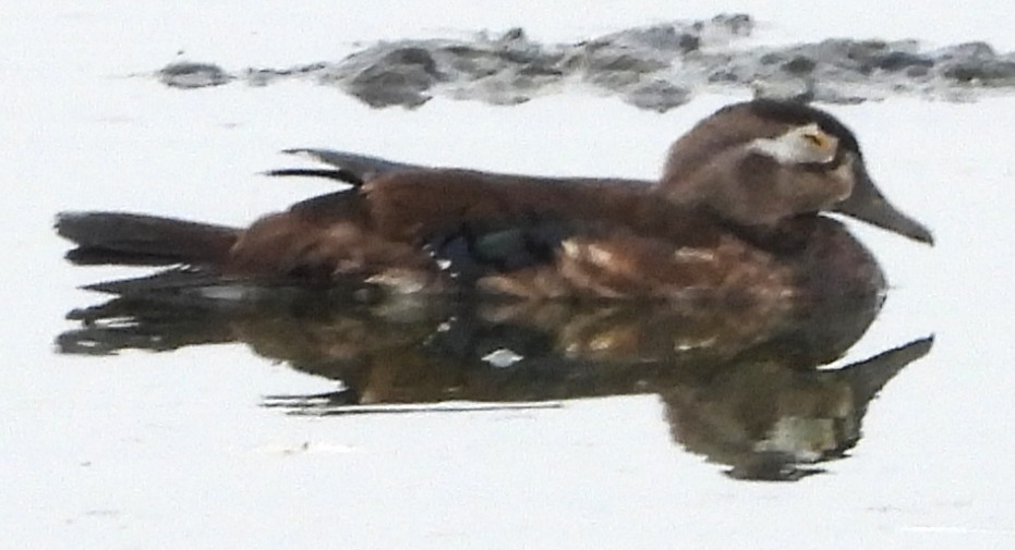 Wood Duck - ML638323779