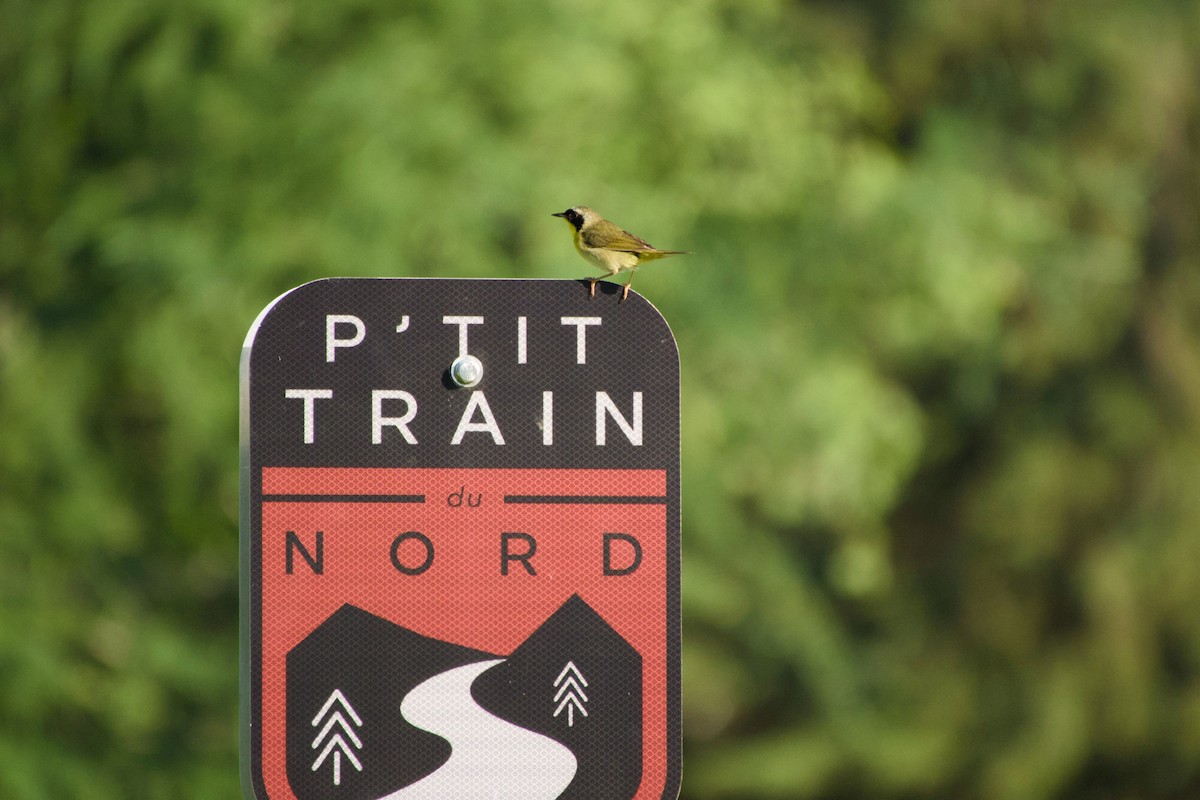 Common Yellowthroat - ML638323780
