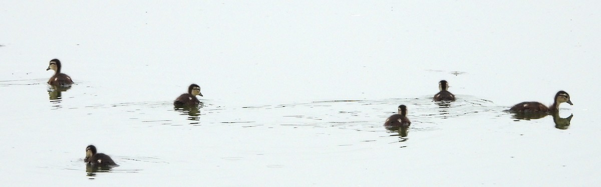 Wood Duck - ML638323784