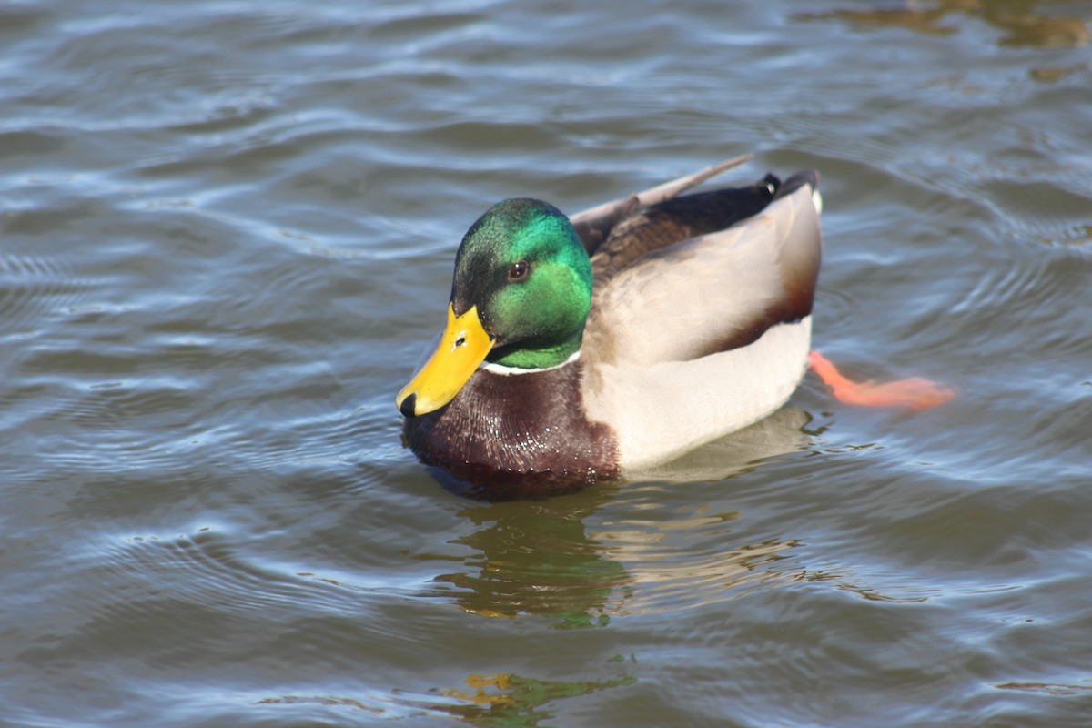 Stockente - ML638323785