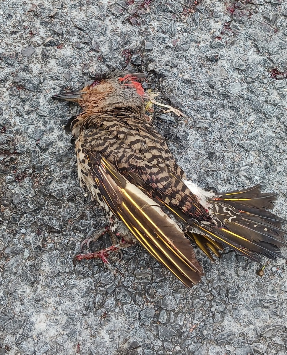 Northern Flicker - ML638323787