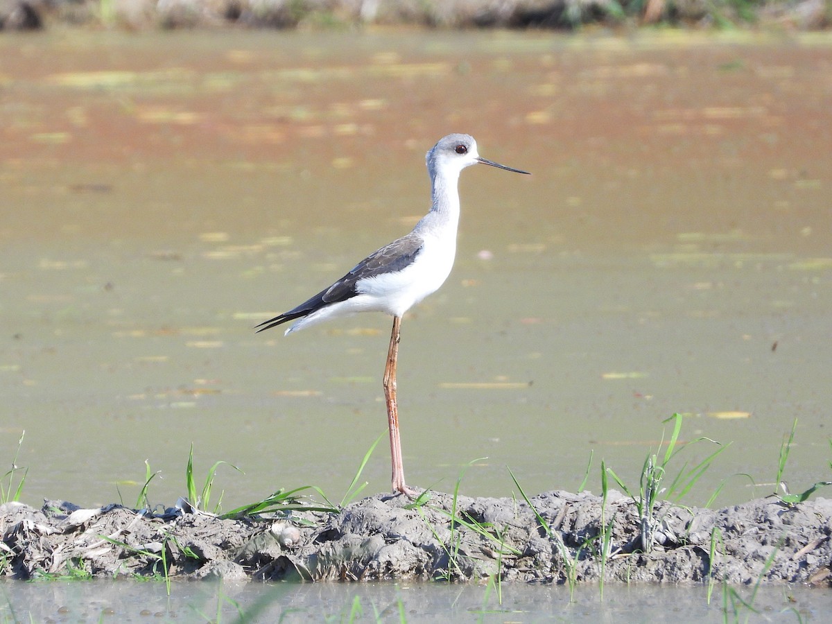 Stelzenläufer - ML638323797
